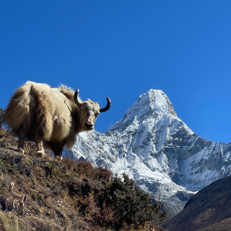 Yak and Amadablam